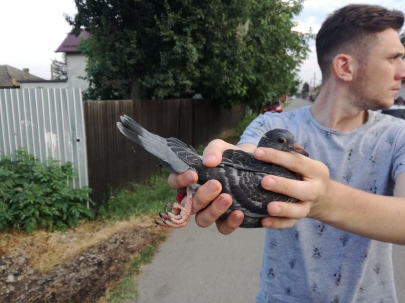  - 16-08-2017-Vizita Columbofila la DL CARMAZAN