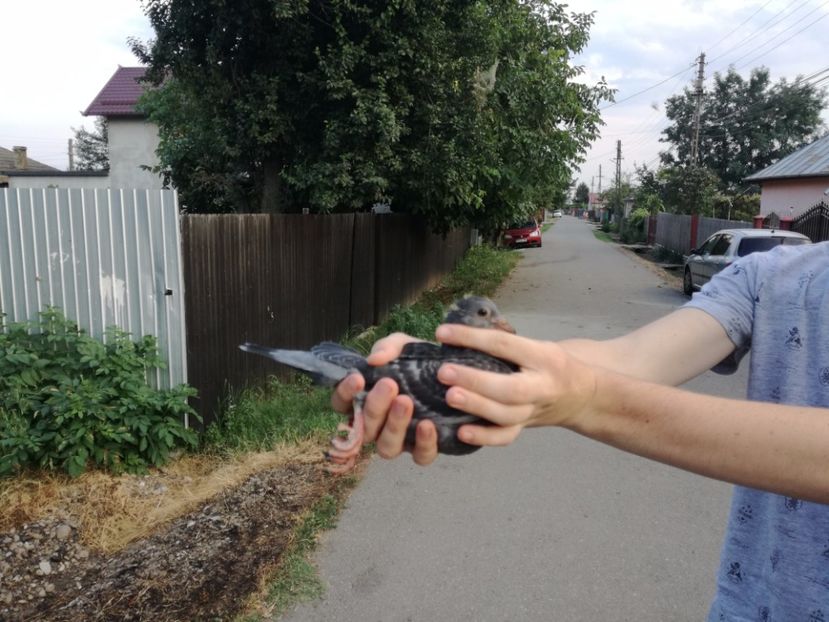  - 16-08-2017-Vizita Columbofila la DL CARMAZAN