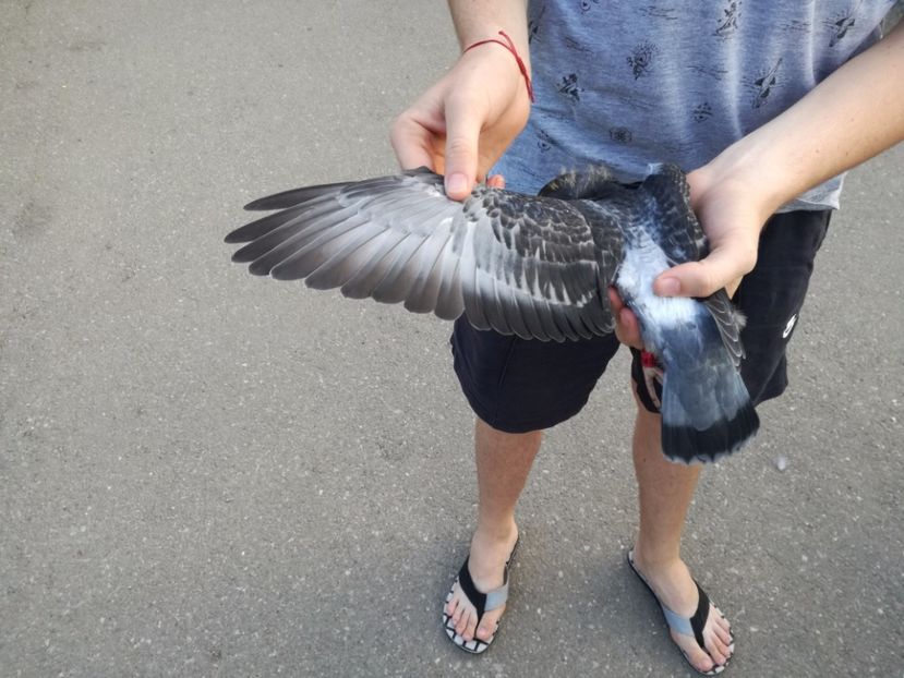  - 16-08-2017-Vizita Columbofila la DL CARMAZAN