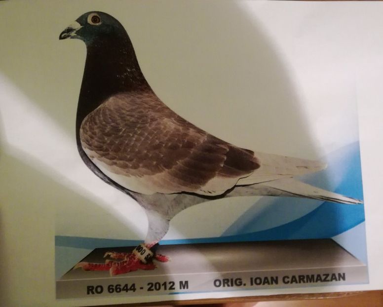  - 16-08-2017-Vizita Columbofila la DL CARMAZAN