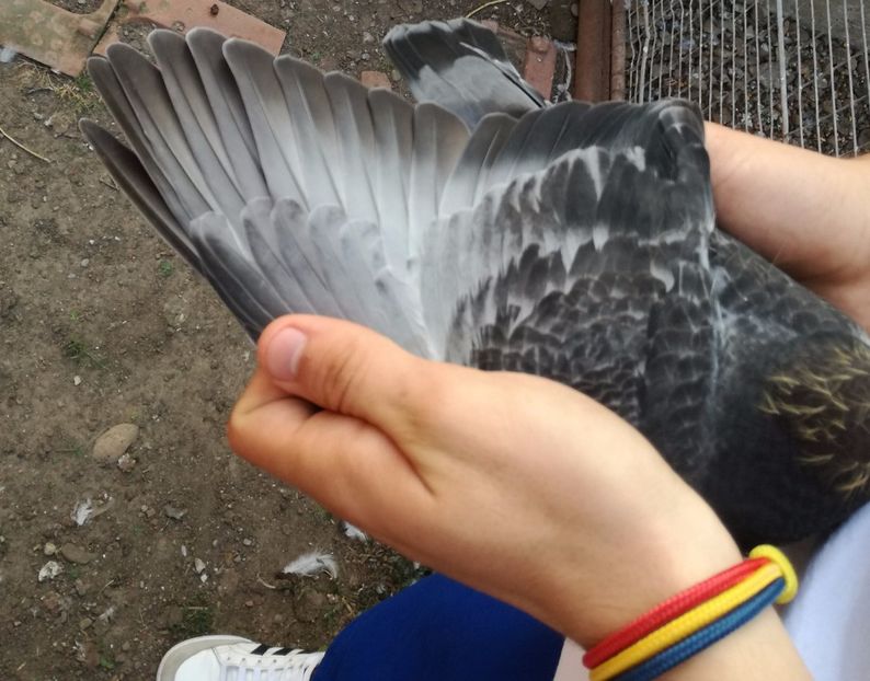  - 16-08-2017-Vizita Columbofila la DL CARMAZAN