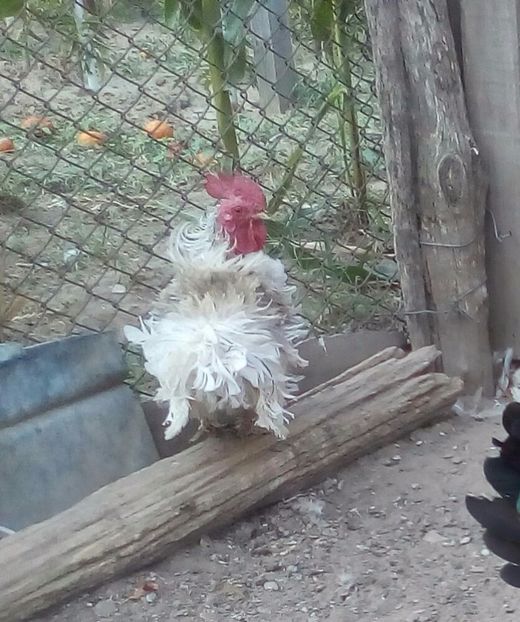  - De vînzare rate porumbei găini din ce detin