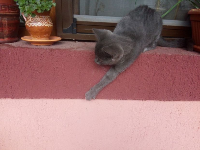 Să cobor??? - Prieteni dragi