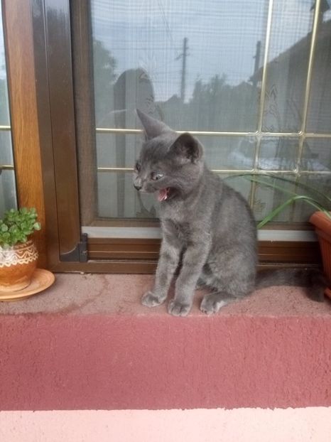 Bine, mai încerc o dată! - Prieteni dragi