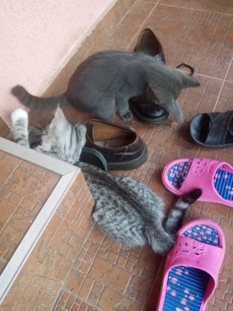 Și acum să ne încălțăm! - Prieteni dragi