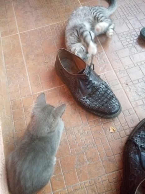 Ce să vezi?!!Este chiar mărimea mea! - Prieteni dragi