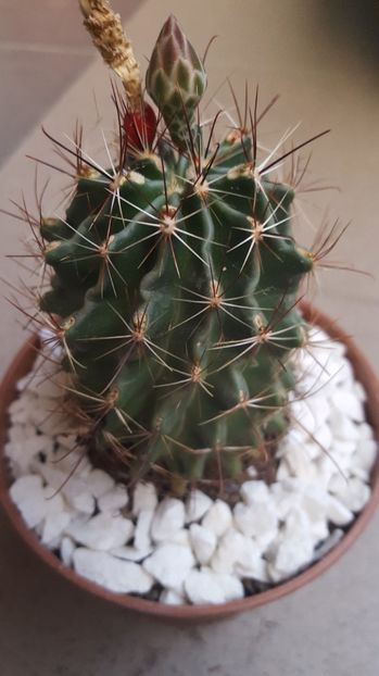  - Hamatocactus setispinus