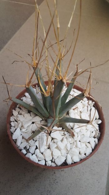  - Leuchtenbergia principis