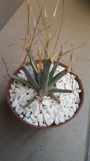  - Leuchtenbergia principis