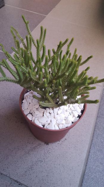  - Crassula muscosa-lycopodioides