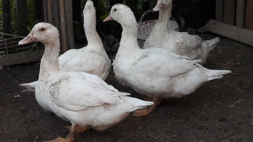 4 luni - 5 Rate MULARD