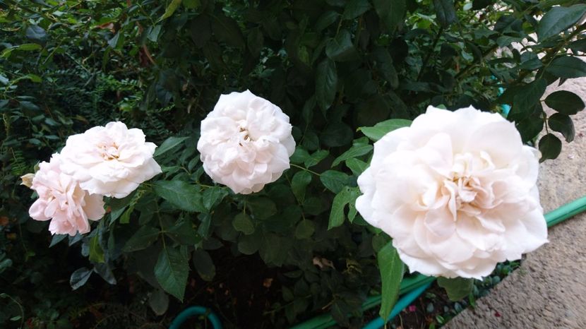  - Uetersener klosterrose- urcator