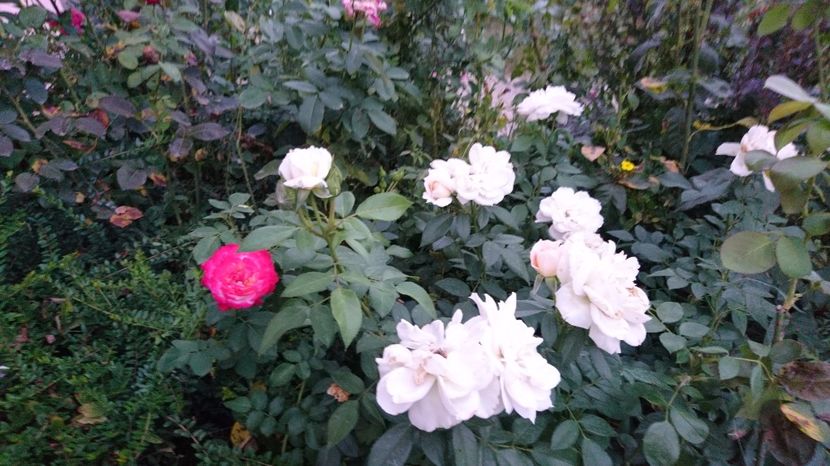  - Uetersener klosterrose- urcator