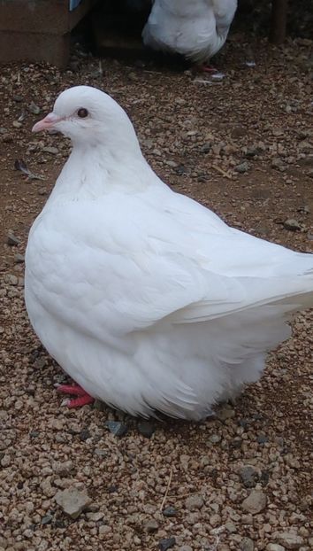  - Mondain francez de vanzare tineret si di matca