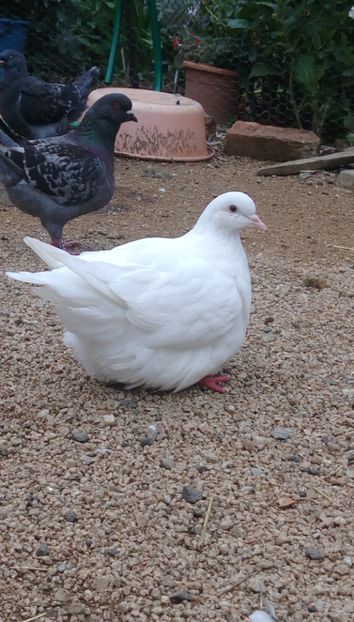  - Mondain francez de vanzare tineret si di matca