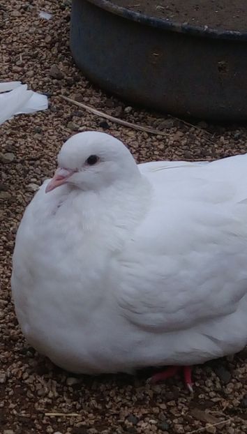  - Mondain francez de vanzare tineret si di matca