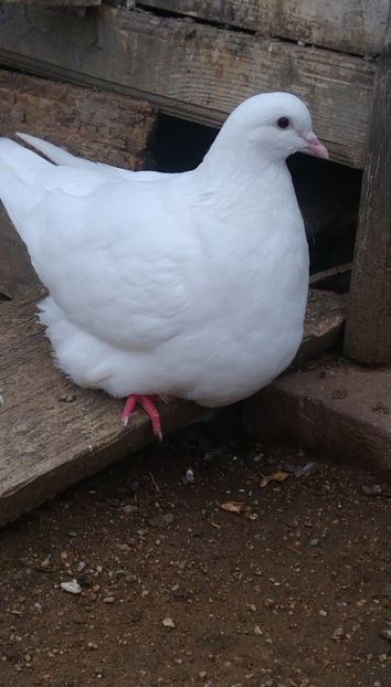  - Mondain francez de vanzare tineret si di matca