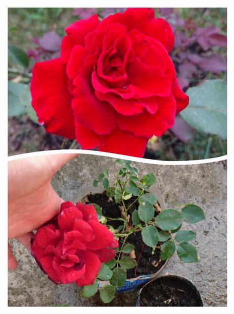 Don Juan 15 ron vandut - 00 Plante 2018