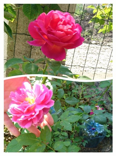 Othello 20 ron vandut - 00 Plante 2018