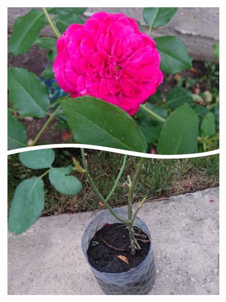 Falstaff 15 ron - 00 Plante 2018