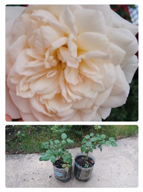 Crocus rose 15 ron - 00 Plante 2018