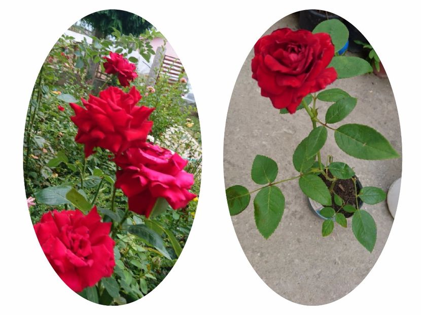 Damme de Coeur 10 ron- vandut - 00 Plante 2018