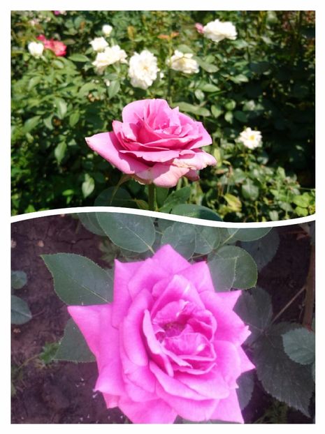 Passion 10 ron- vandut - 00 Plante 2018