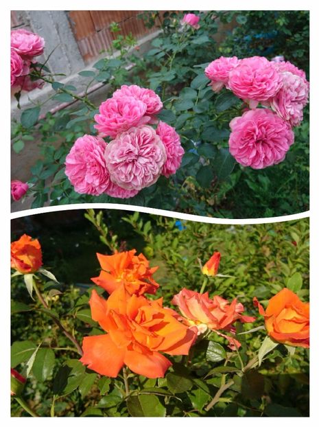 Kimono/Monica 20 ron - 00 Plante 2018