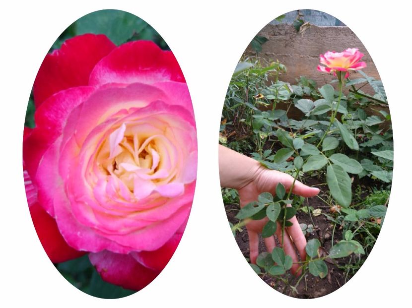 Double Delight - 00 Plante 2018