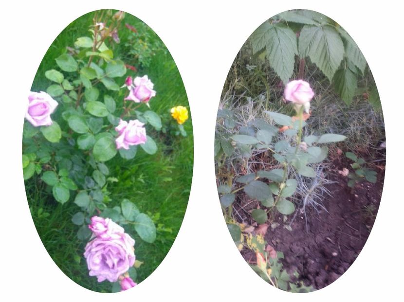 Sissi - 00 Plante 2018