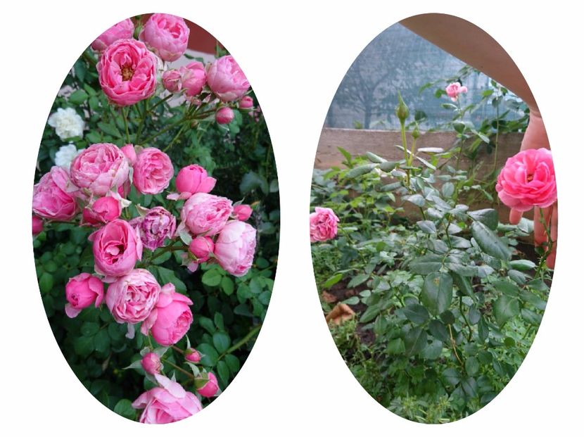 Pomponella - 00 Plante 2018