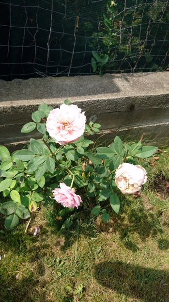  - Alnwick castle rose