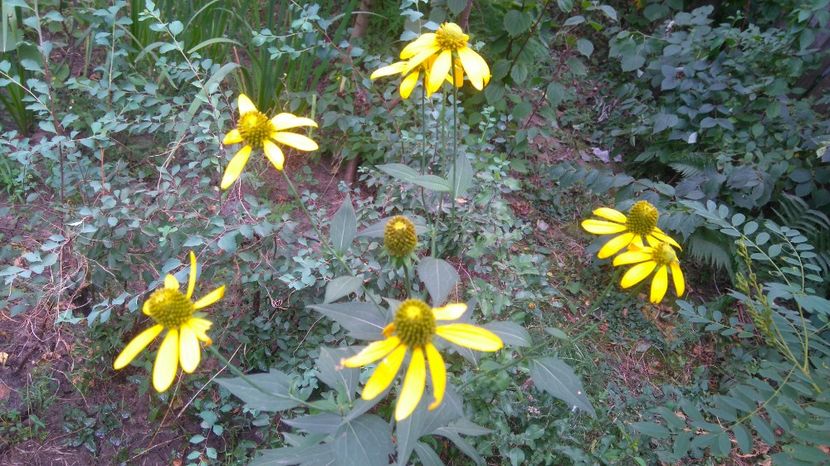  - Gradina flori 2017