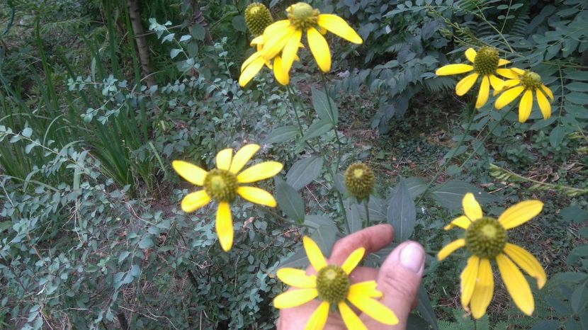  - Gradina flori 2017