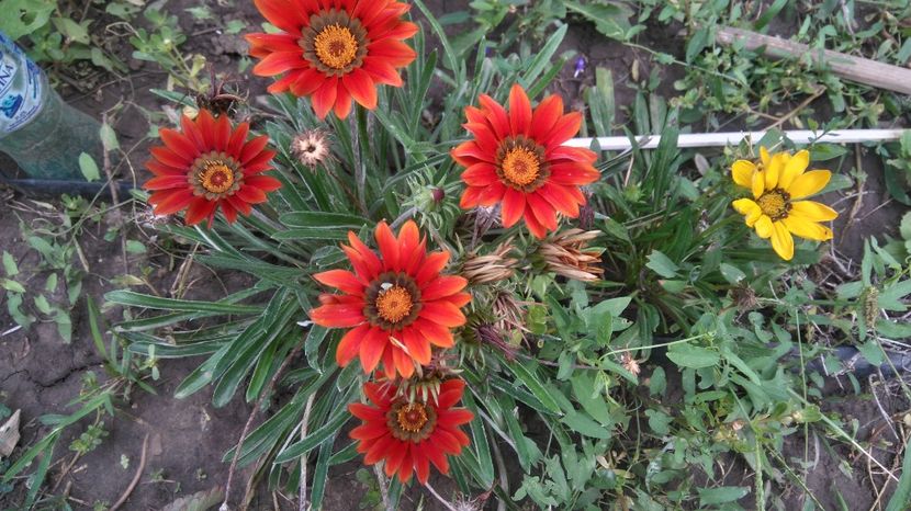  - Gradina flori 2017