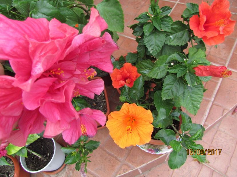  - Hibiscusii-mei