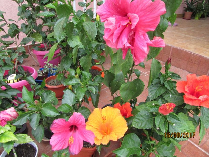  - Hibiscusii-mei