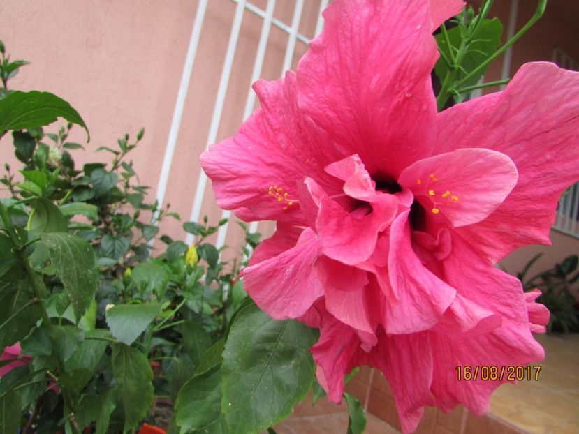  - Hibiscusii-mei