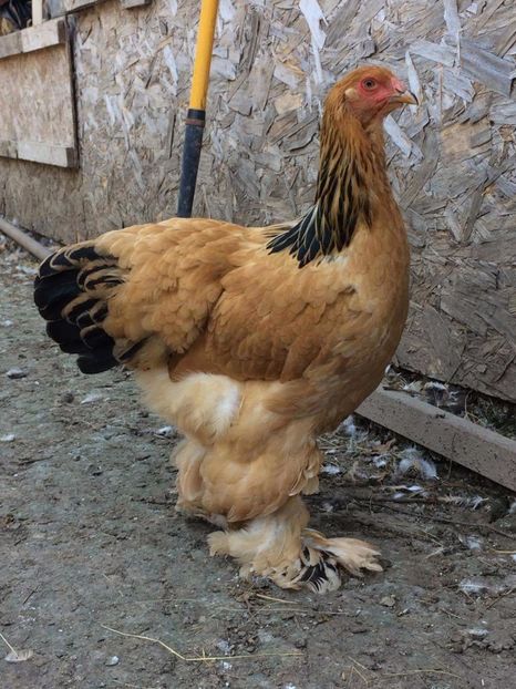 received_1935710880035337 - Brahma Varietăţii pt 2018