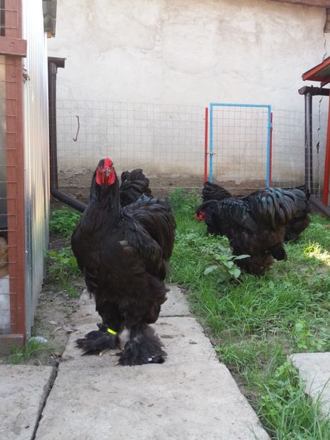  - Brahma Varietăţii pt 2018