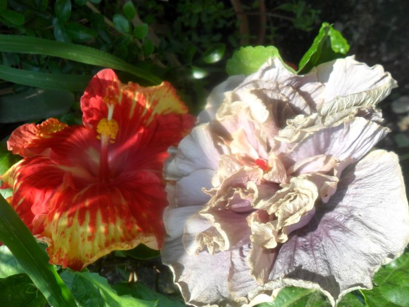  - hibiscusi 2017 6