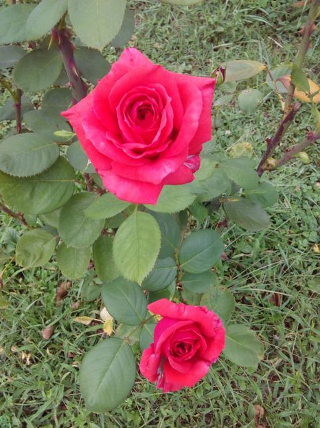  - TRANDAFIRI 2017_2018