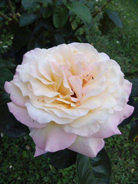  - TRANDAFIRI 2017_2018