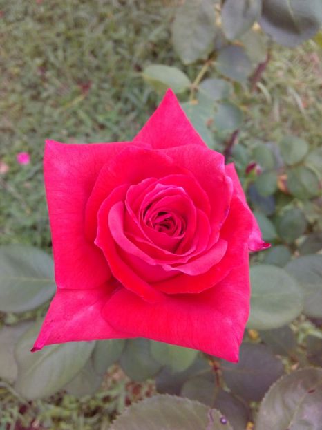  - TRANDAFIRI 2017_2018