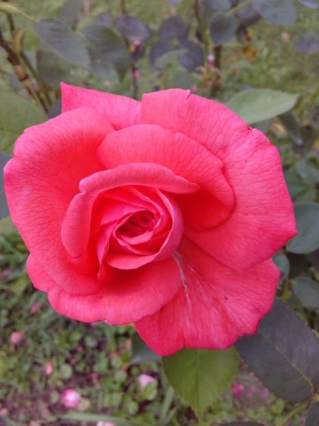  - TRANDAFIRI 2017_2018