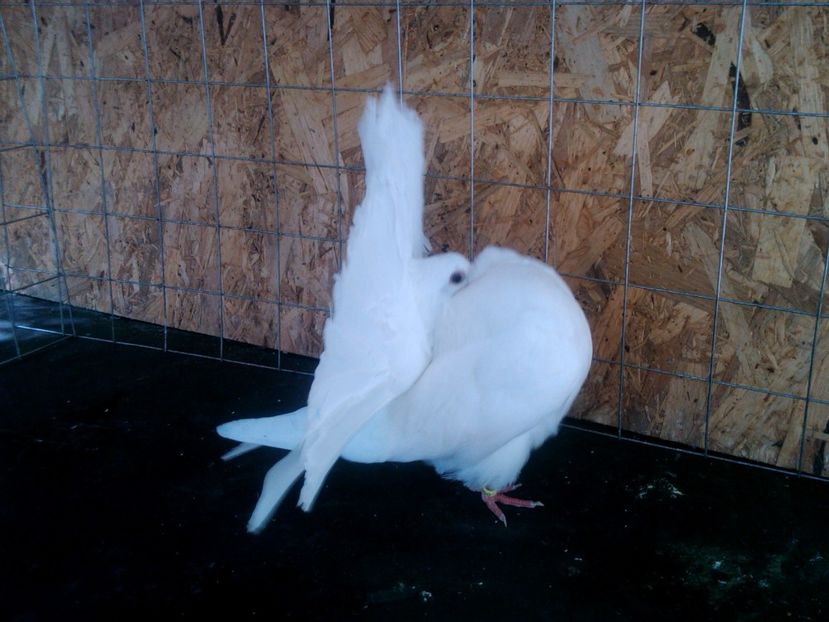 4 - Pui voltati 2017