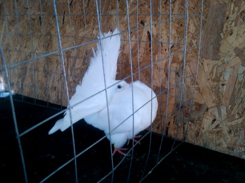 4 - Pui voltati 2017