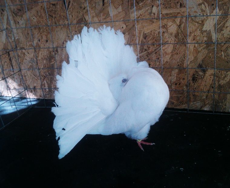 4 - Pui voltati 2017