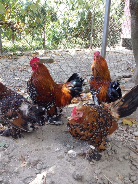 Mii de flori portelan auriu - Gaini Mii de Flori Portelan Auriu