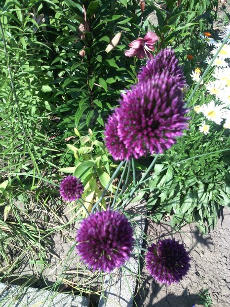  - 01-Flori din curtea mea 2017